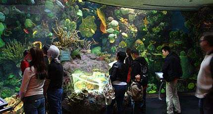 Acuario John G Shedd de Chicago